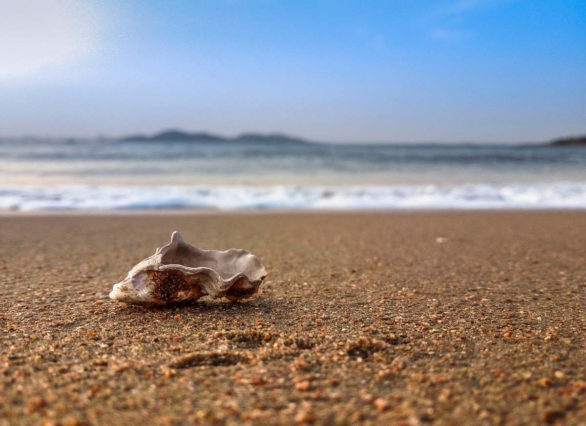 animal close-up photography of shell beside seashore conch